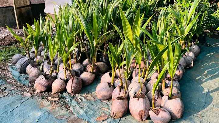 Bibit Kelapa Genjah Entok